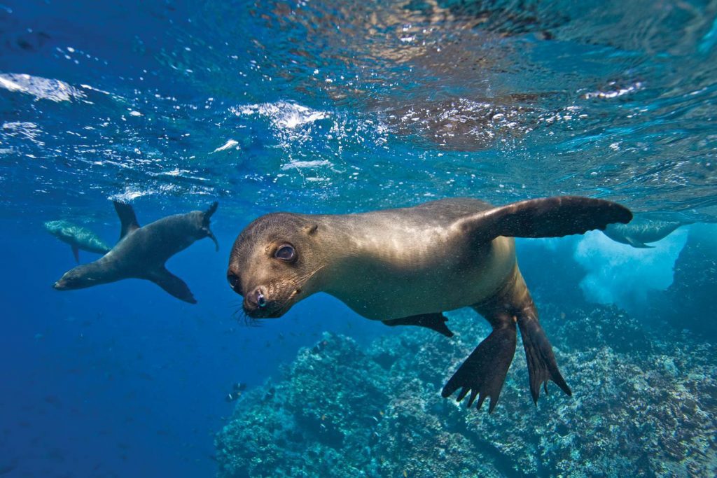 Swim with sea lions during our freediving courses