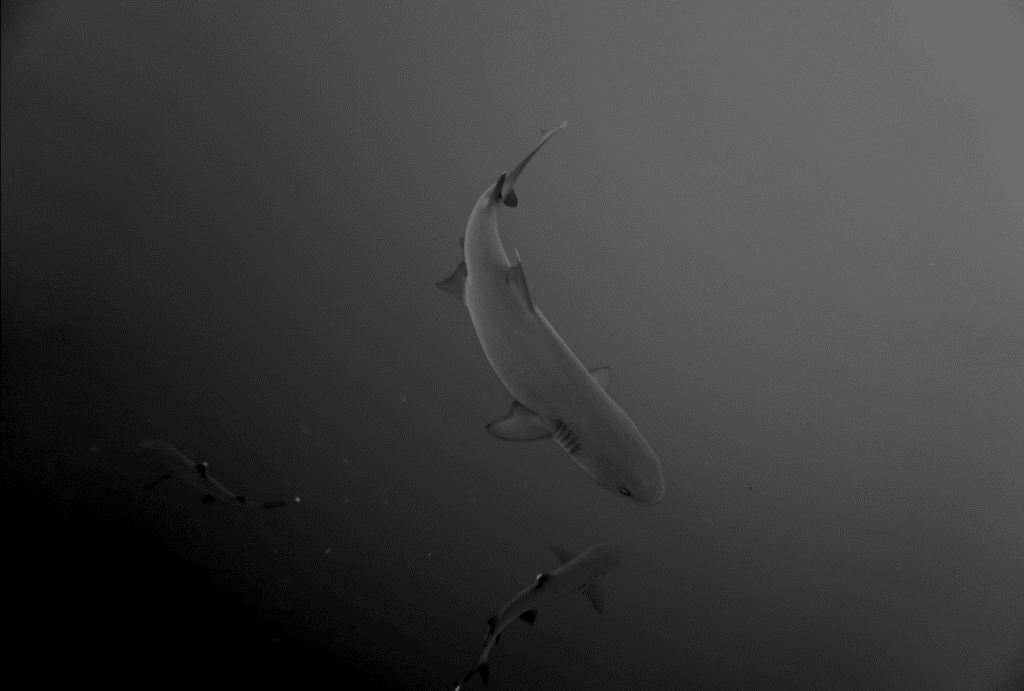 Freediving with sharks in Revillagigedo (Socorro Islands) with Valentina Kochian and Estrella Navarro