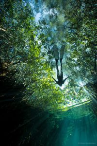 cenote freediver freefall academy