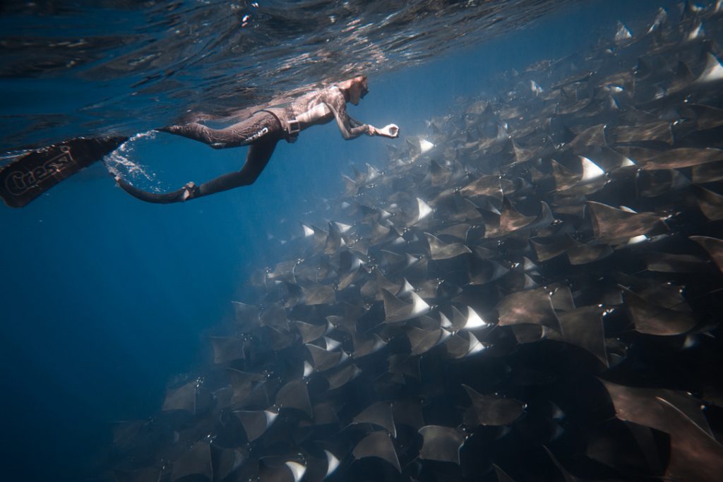 Freediver Swimming with mobula rays in la ventana baja mexico with freefall academy