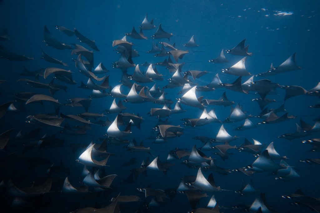 Swimming with mobula rays in la ventana baja mexico with freefall academy