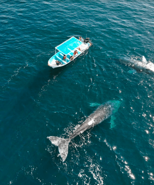 gray whale watching tours from la paz on tour with freefall academy