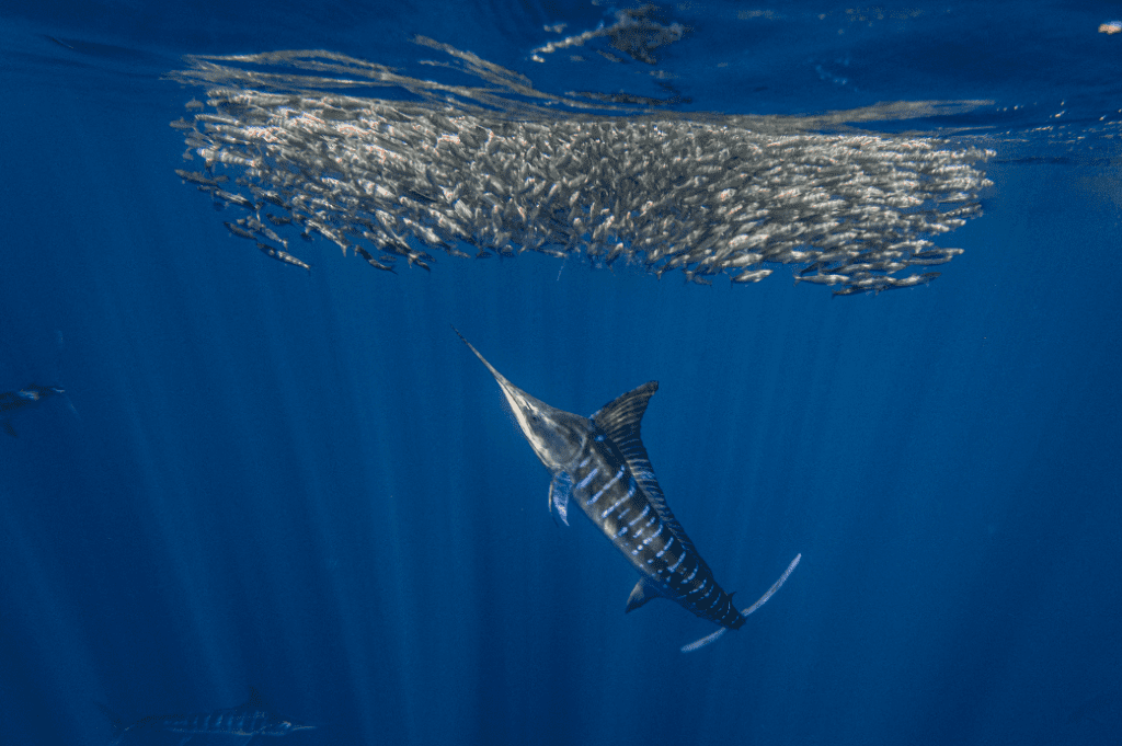 striped marlin hunting baitballs in magbay baja mexico with freefall academy