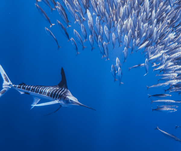 striped marlin hunting baitballs in magbay baja mexico with freefall academy