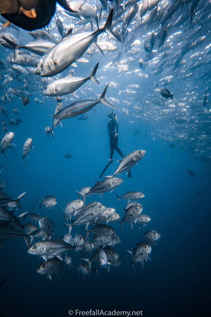 Freediving with a school of jacks in Cabo Pulmo with freefall academy