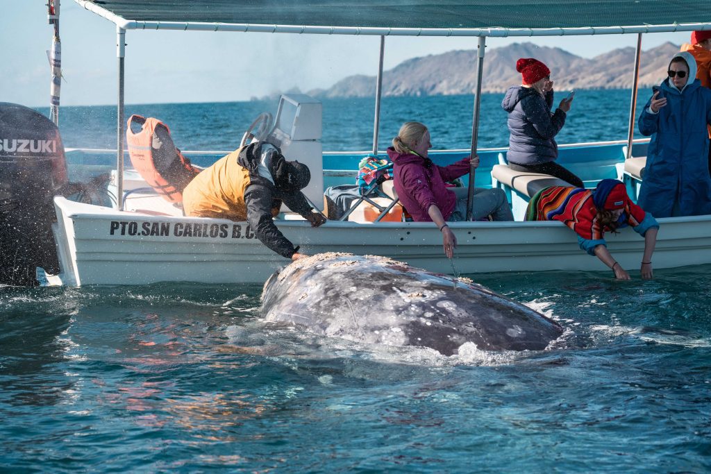 gray Whale watching La Paz with freefall academy friendly whale