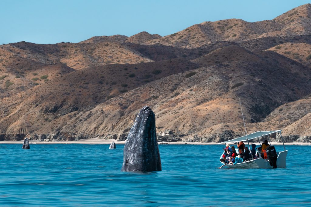 Gray Whale Spy hopping gray whale tour whale watching with freefall academy