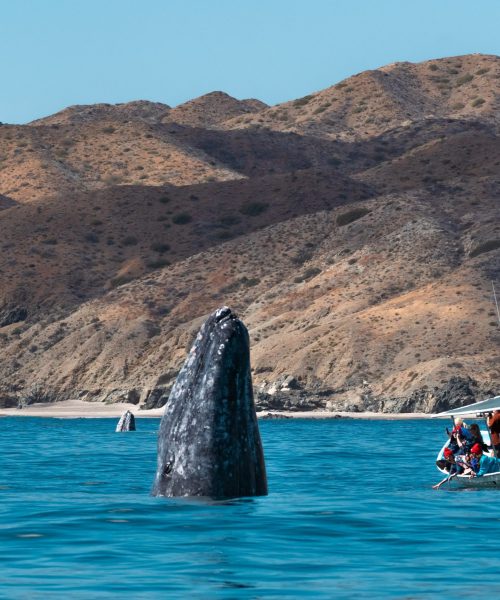 Gray Whale Spy hopping gray whale tour whale watching with freefall academy