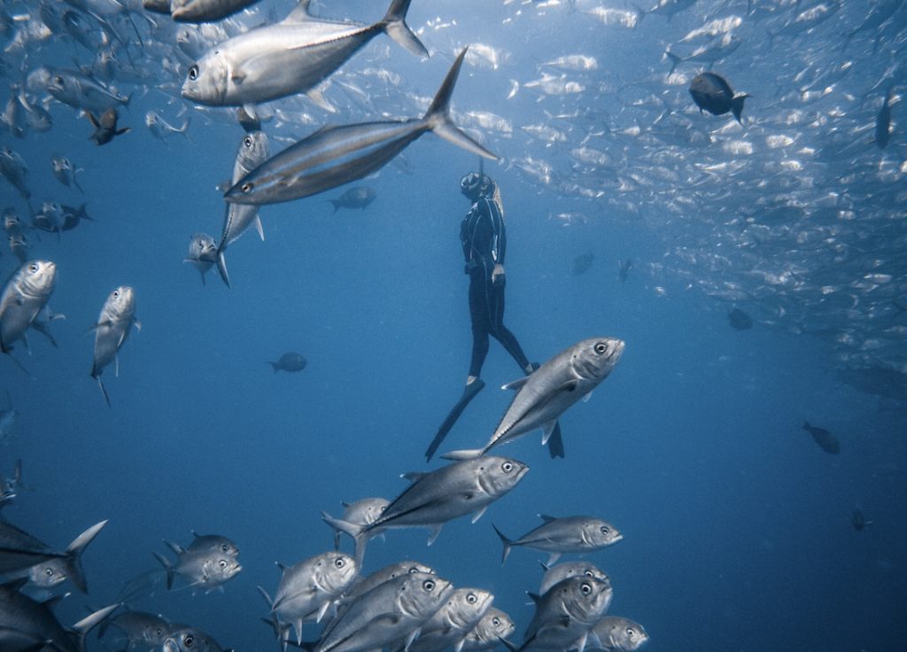 Freediver Swimming with jacks in Cabo Pulmo with Freefall Academy