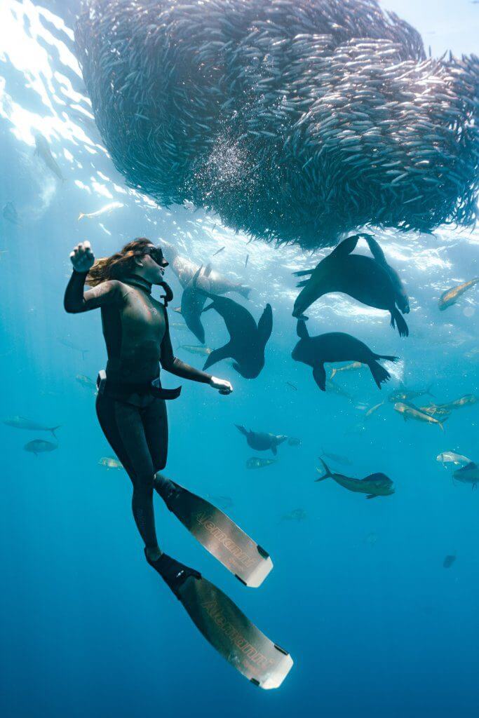 Freediving with baitballs in magbay marlin expedition baja